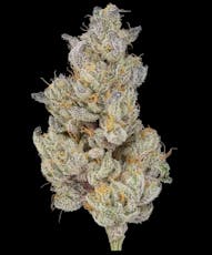 Green Dot - Pre-Packed - A5 Waygu (H) 7g