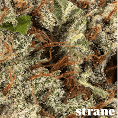 Highaleah 7g - Strane (Pre-Pack)