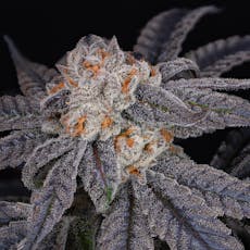 Trichome Farms GMO