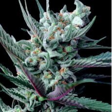 Lee Roy Flower 3.5g