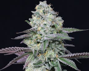 RYTHM | Animal Face | 3.5g | Flower | Indica Hybrid