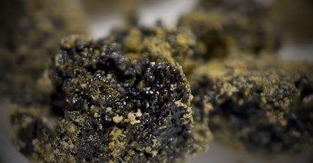 Warped | GMO | Hashberries | 2g