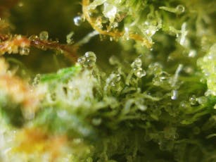 Smuggler's Notch Cannabis Company | Sour Dough | Indoor | Bulk