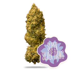 Super Silver Dawg Untrimmed Small Buds