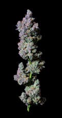 Petrol Potion | 14G | THC 30.19%