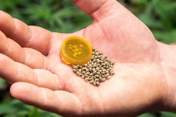 EV SCBD x (Z x Guava Cream 5) Seeds 10pk $40