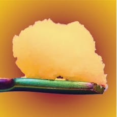 The Standard - Subcritical Batter - Gyros #39 (H) - 1g