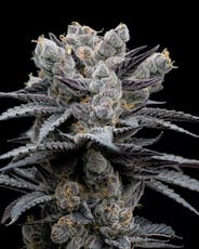 FullTilt Labs | Papaya Bang Bang (I-H) Blunt | 2g