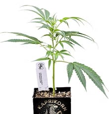 Clone - Kaprikorn: Bubblegum Sherb (H)