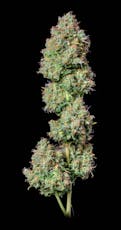 Hindu Kush | 3.5G