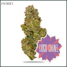 District Cannabis | Grape Gas Gelatti | Flower | 14 g