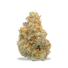 Focus North - MAC 1