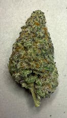 Glitter Bomb Indoor Flower