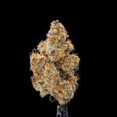 Gud Gardens Hot Tropic *Indoor*