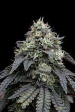 FullTilt Labs | Black Maple (I-H) Blunt | 1g