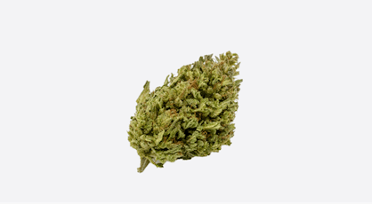 East Fork Cultivars Llama King