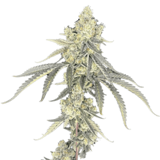 Slurricane | INDICA | Flower | 3.5G