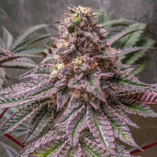 GNG | Lava Cake | Flower (Shake) - 7g