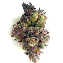 Silver Lake | Bud | French Cookies (IH)