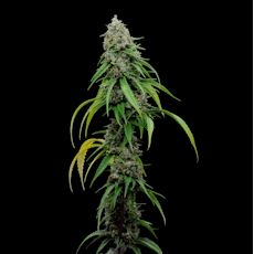 3.5g Oaxacan On Sunshine - Living Soil Cannabis - Upstate Elevator