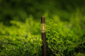 Fernway | Mountain Girl | Hybrid | Cart | 1g