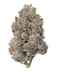 Fresh | Gelato Cake (I-H) Flower | 3.5g