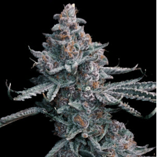 Gorilla Runtz Flower 3.5g