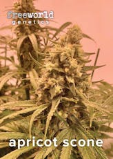 FreeWorld Genetics - Apricot Scone Seeds (3-pk) (S/H)