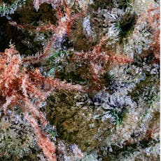 Tarts Whole Flower 1g