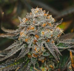 M1 Fun Dip Pre-roll | 1g