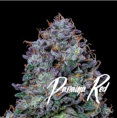 Alt Sol | Panama Red | 3.5g