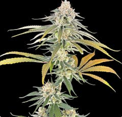 Banana Split 7g Smalls-H