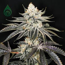 Swizzle Fresh Cured Flower