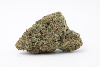 KY Jealousy - Phoenix Rising Farms (SH)