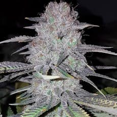 Wedding Cake Flower 3.5g
