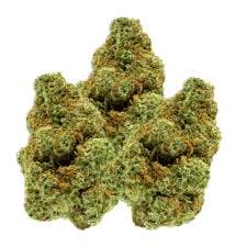 Grateful Grove | Flower | Zelda's Bud | S