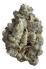 GOLDKINE | ROCK N RYE GELATO | HYBRID | DELI-STYLE FLOWER | REC