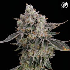 Savvy Smalls 14g Dosilato I 26370