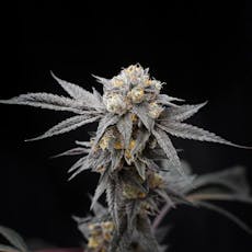 WCOTR Bud- Papaya Gushers S