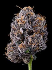 Flower | Blue Zushie