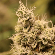 Lemonhead Delight - 673 - 1g