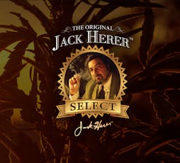 Jack Herer Reserve | 1G Preroll | Master Jack