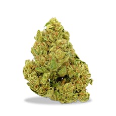 Benson Arbor - Jet Fighter #18