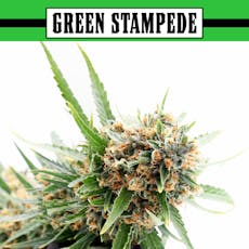 Lime Haze | Bulk Flower