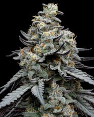 FullTilt Labs | Jump Man (H) Flower | 14g