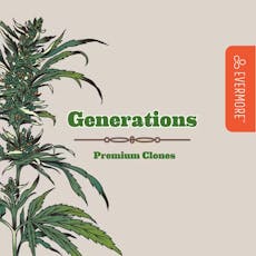 Red Zushi 6 Live Plant Seedling