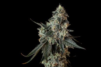 Melody Genetics | Bud | Peyote Cookies (H)