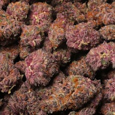 Gold Shelf - Pink Guava (S)