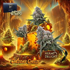 Cheddar Cheeze | 14g