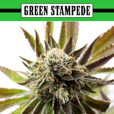 Strawberry Guava | Bulk Flower